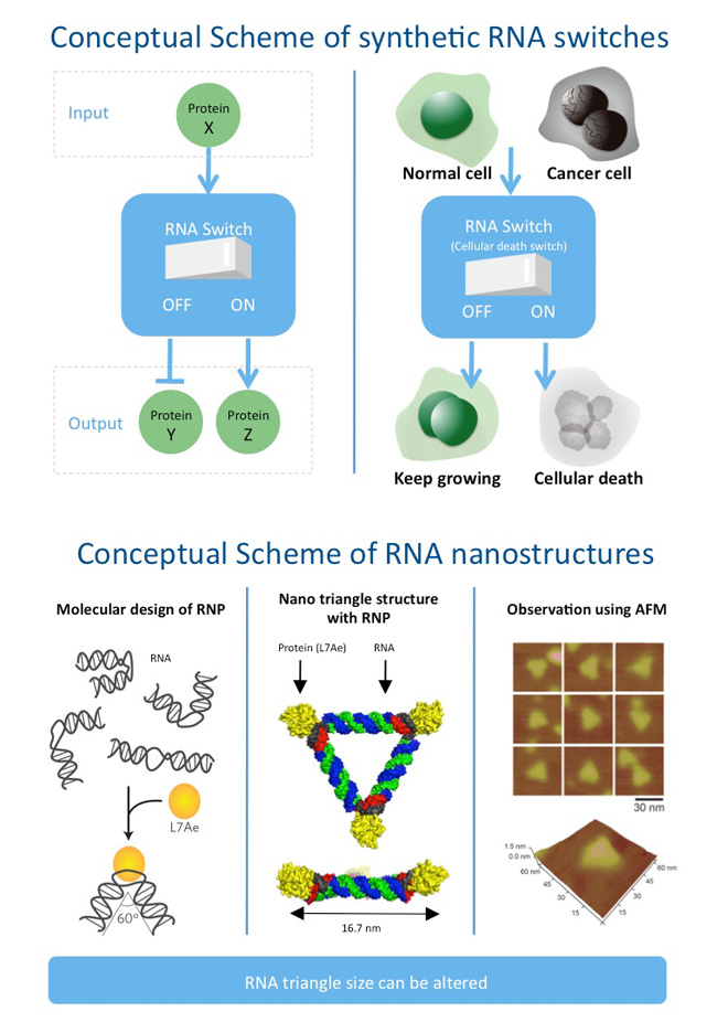 Conceptual Scheme of systhetic RNA switches