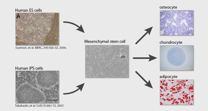 Induction of MSC from pluripotent stem cell