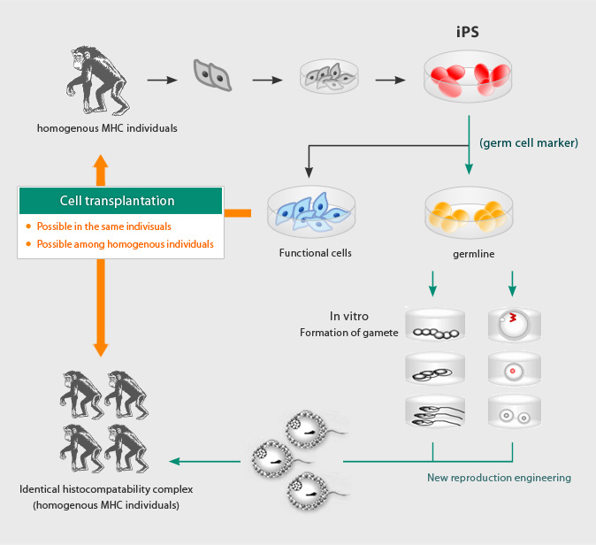 New cell transplantation model