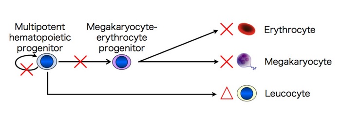 jci_fig.1.jpg