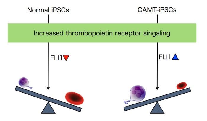 jci_fig.2.jpg