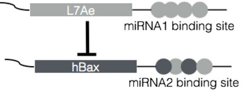 RNA_en.jpg