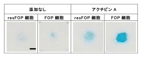 20151127_ikeya_2.jpg