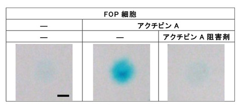 20151127_ikeya_3.jpg