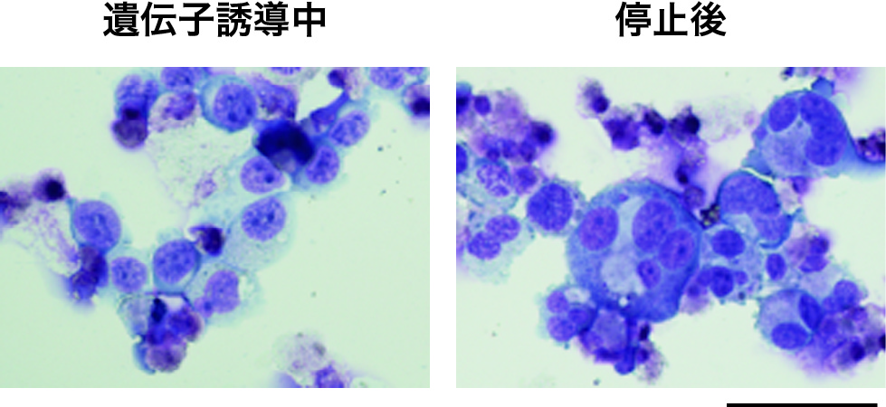 http://www.cira.kyoto-u.ac.jp/images/PR_Fig2.jpg