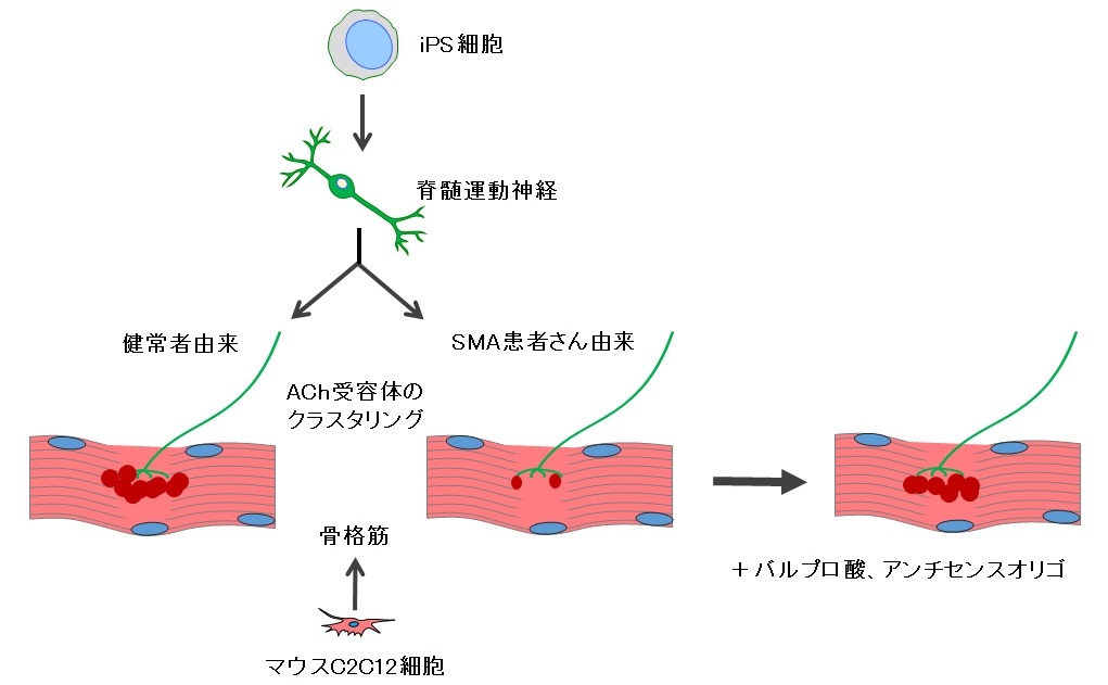 http://www.cira.kyoto-u.ac.jp/images/fig1.jpg