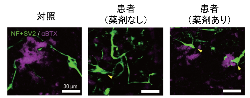 http://www.cira.kyoto-u.ac.jp/images/fig3.jpg