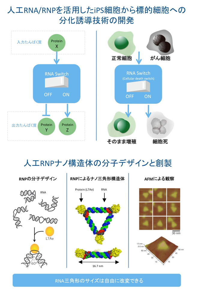 本のMission
【人工RNA/RNP
を活用したiPS細胞から標的細胞への分化誘導技術の開発】