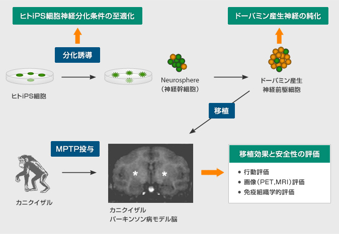 ヒトiPS細胞からのドーパミン産生神経誘導と霊長類モデルへの移植