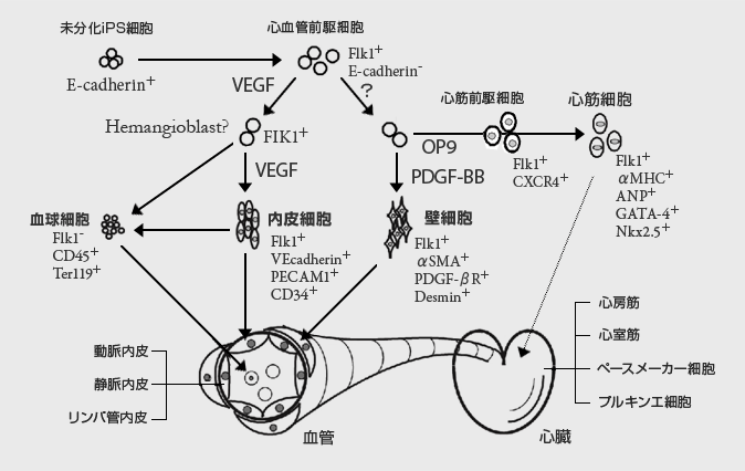 iPS細胞からの系統的心血管細胞誘導システム