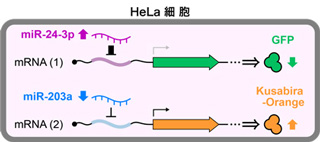 20160223_saito_1_1_sp.jpg