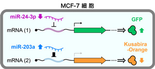 20160223_saito_1_2_sp.jpg