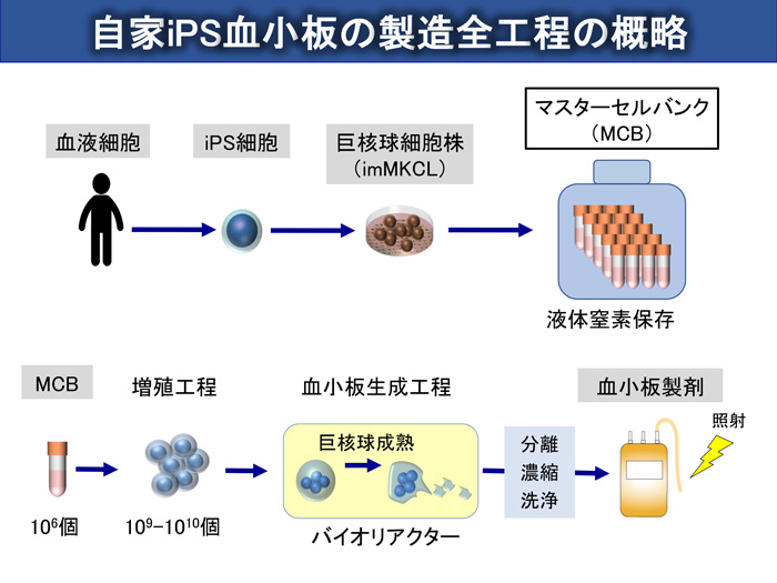 血小板輸血不応症を合併した再生不良性貧血 患者を対象とするips細胞由来血小板の自己輸血に関する臨床研究について ニュース ニュース イベント Cira サイラ 京都大学 Ips細胞研究所