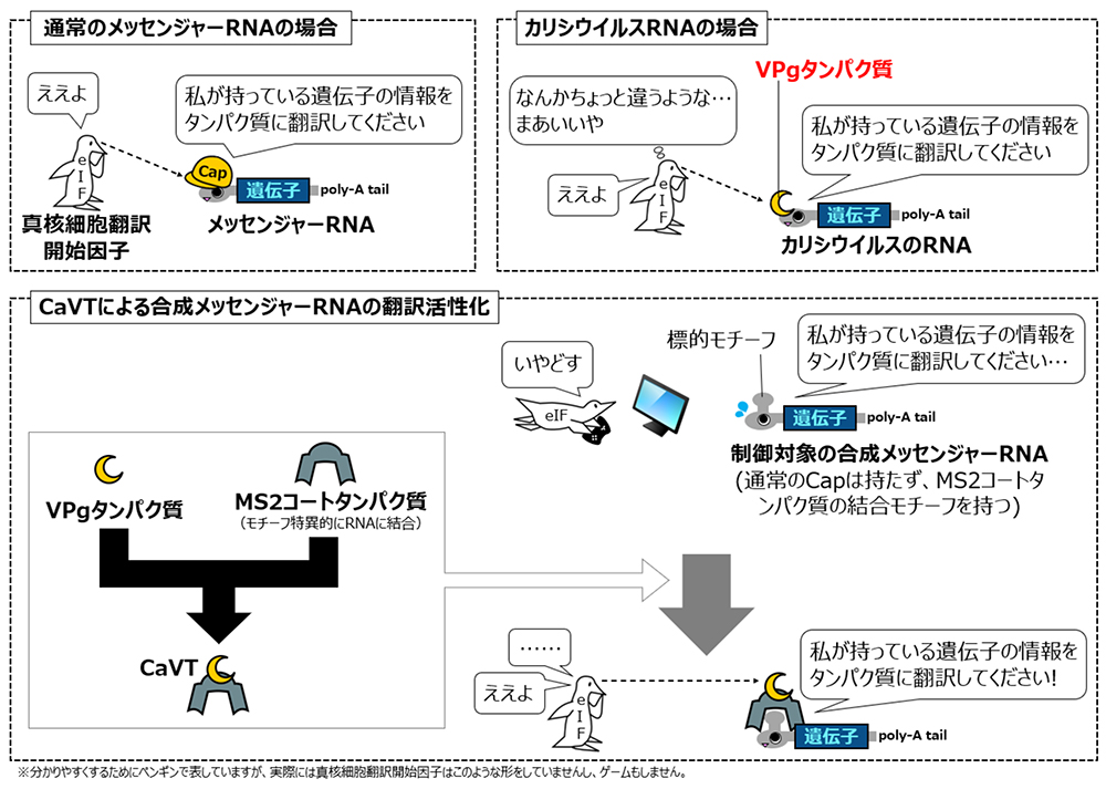 Rna ワクチン メッセンジャー ｢急造ではない｣ファイザー社の新型コロナ｢mRNAワクチン｣のよくある誤解…専門家に聞く