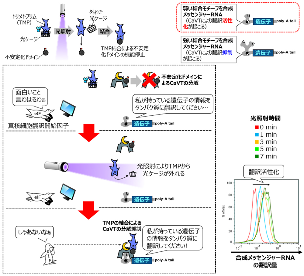 メッセンジャー rna