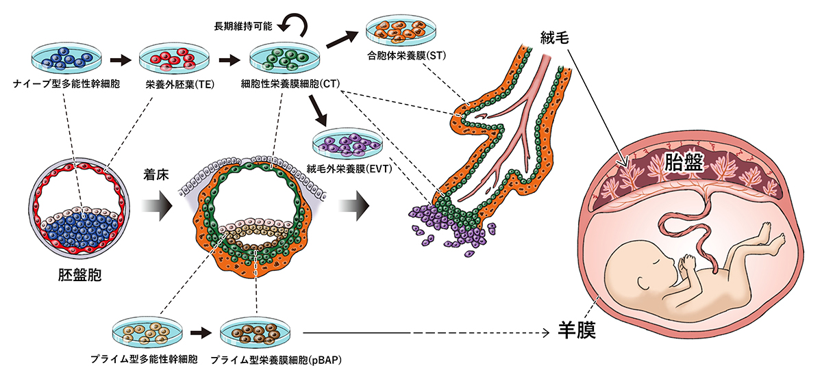 集合胚 ヒトの体内