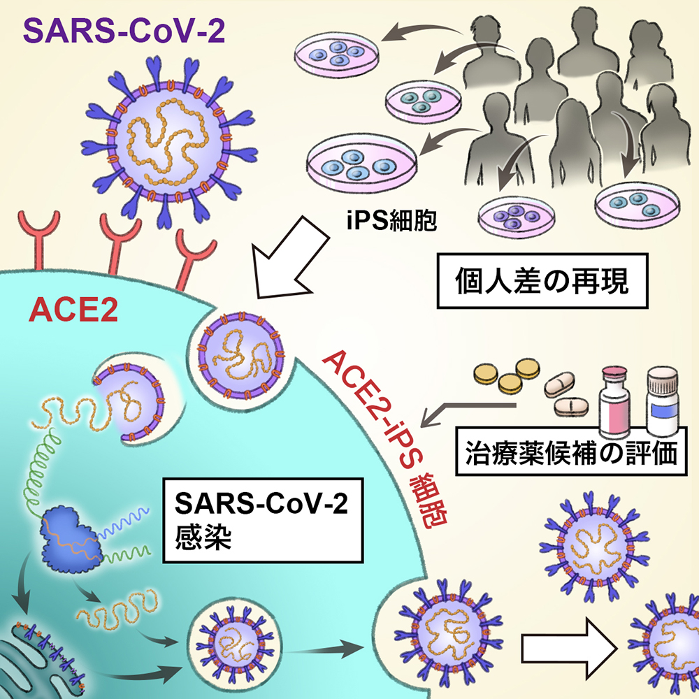 Ace発現ヒトips細胞を用いたsars Cov 2感染の個人差再現と原因究明 ニュース ニュース イベント Cira サイラ 京都大学 Ips 細胞研究所