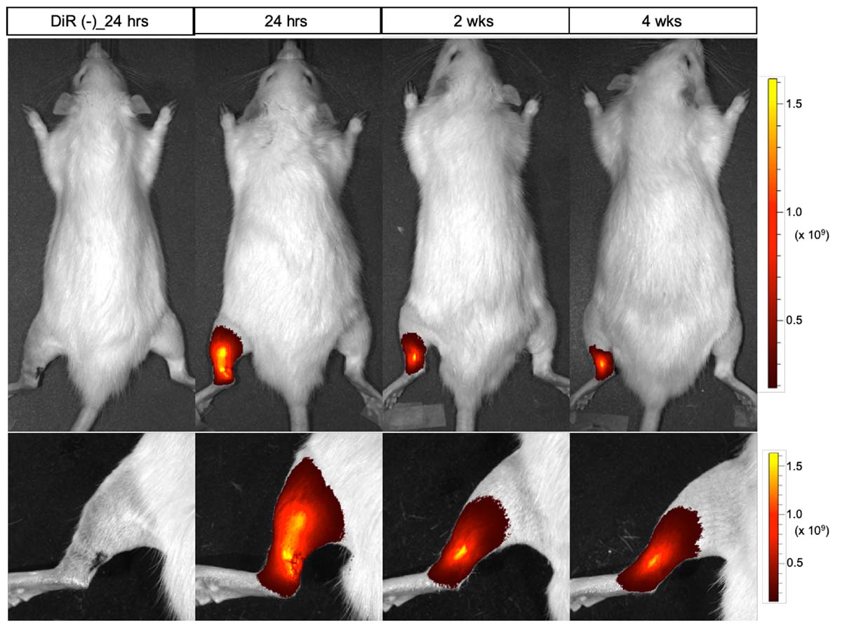 ヒトのips細胞から腱の細胞を作製する アキレス腱断裂のラットに移植し 機能回復を確認 ニュース ニュース イベント Cira サイラ 京都大学 Ips細胞研究所