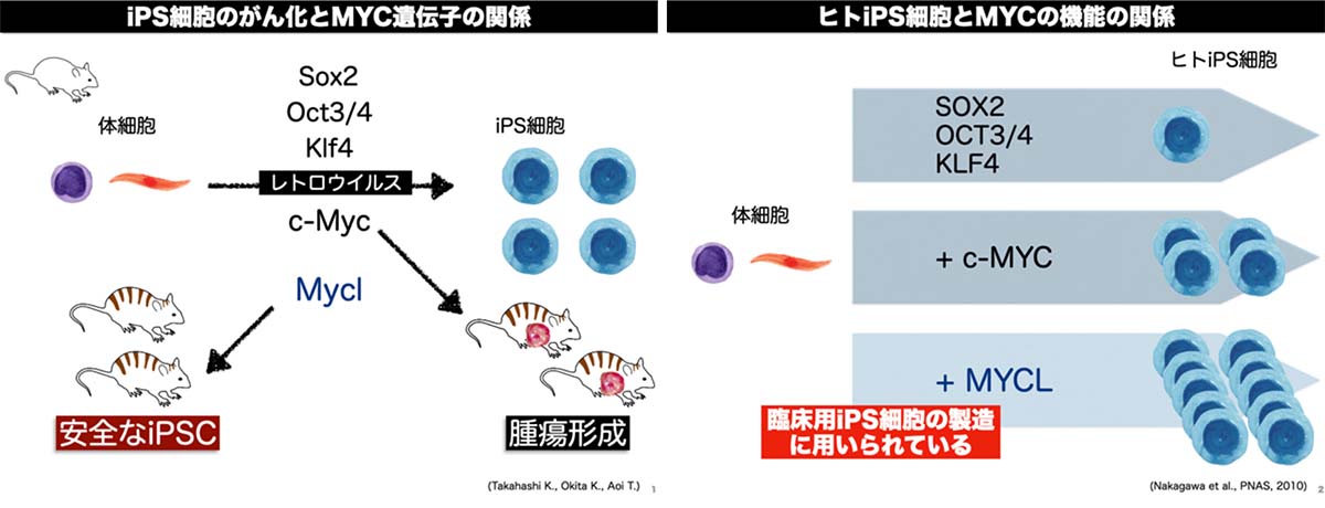 応用微生物学　公式オンライン通販　LITTLEHEROESDENTISTRY　遺伝子・細胞から見た　生命科学