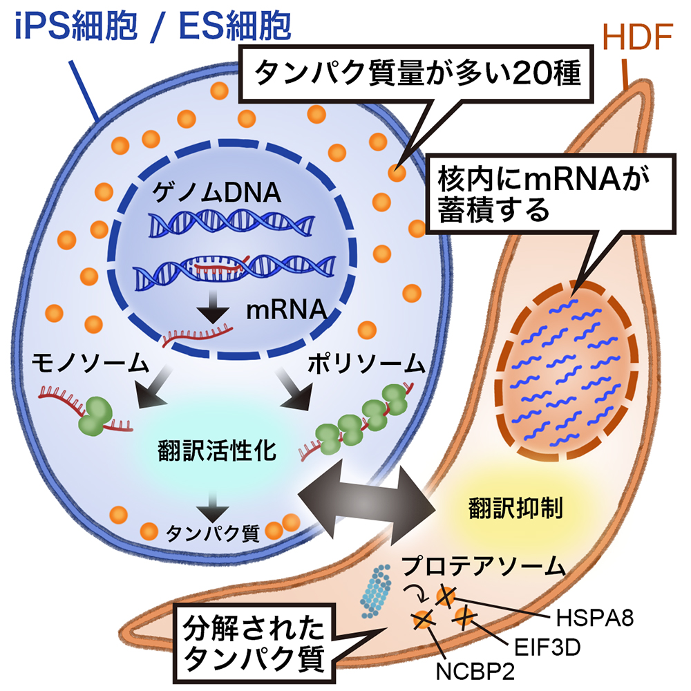 ヒトのips細胞やes細胞の生存に必要な遺伝子の発見 これまで見過ごされていた タンパク質レベルで量が制御されている遺伝子群の制御機構解明に向けて ニュース ニュース イベント Cira サイラ 京都大学 Ips細胞研究所