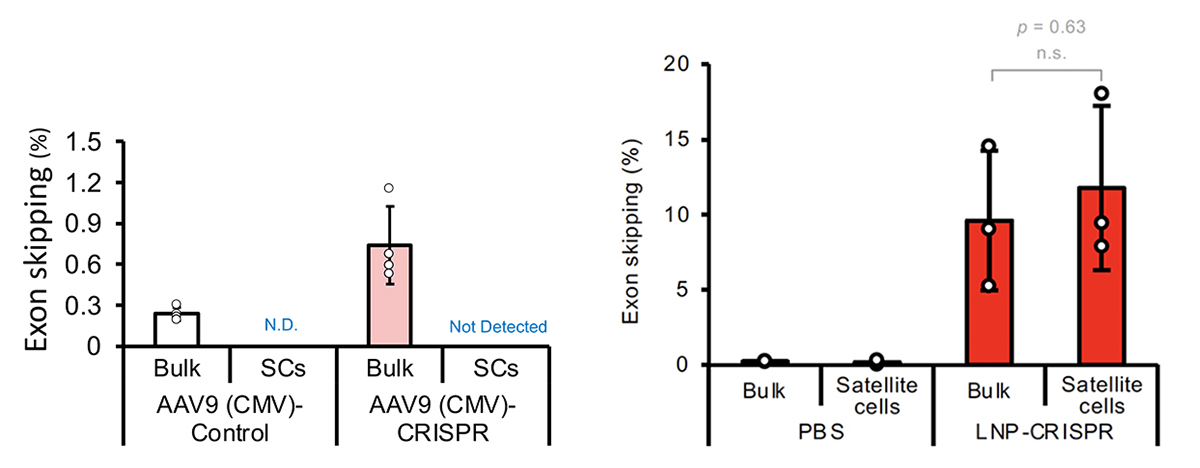 脂質ナノ粒子で「筋肉のもと」である筋幹細胞のゲノム編集に成功～筋損傷を繰り返しても治療効果が持続する、DMDに対する新しい治療戦略～