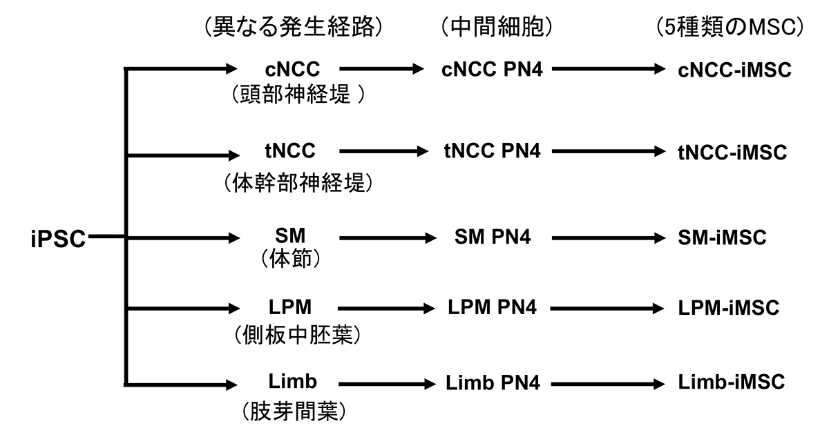 iPS細胞由来の間葉系間質細胞が発生経路によって異なる性質を持つことを解明～疾患や組織に応じた最適な細胞供給への期待～