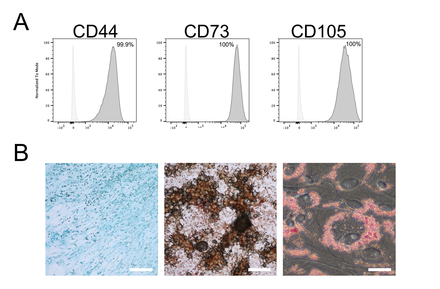 ヒトiPS細胞由来の間葉系間質細胞（MSC）とそこから分泌される細胞外小胞は抗炎症・免疫調節能をもつ ー次世代の細胞療法や「EV療法」への応用に期待ー