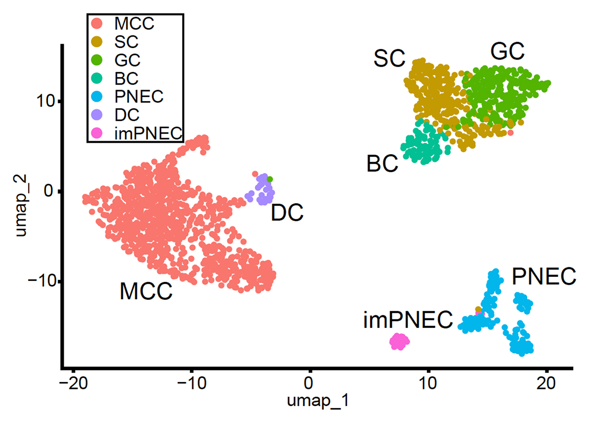 多線毛細胞への分化の鍵「デューテロソーマル細胞」をヒトiPS細胞から分化誘導 ―特異的表面マーカーにより、気道防御の司令塔細胞の解析が可能に―