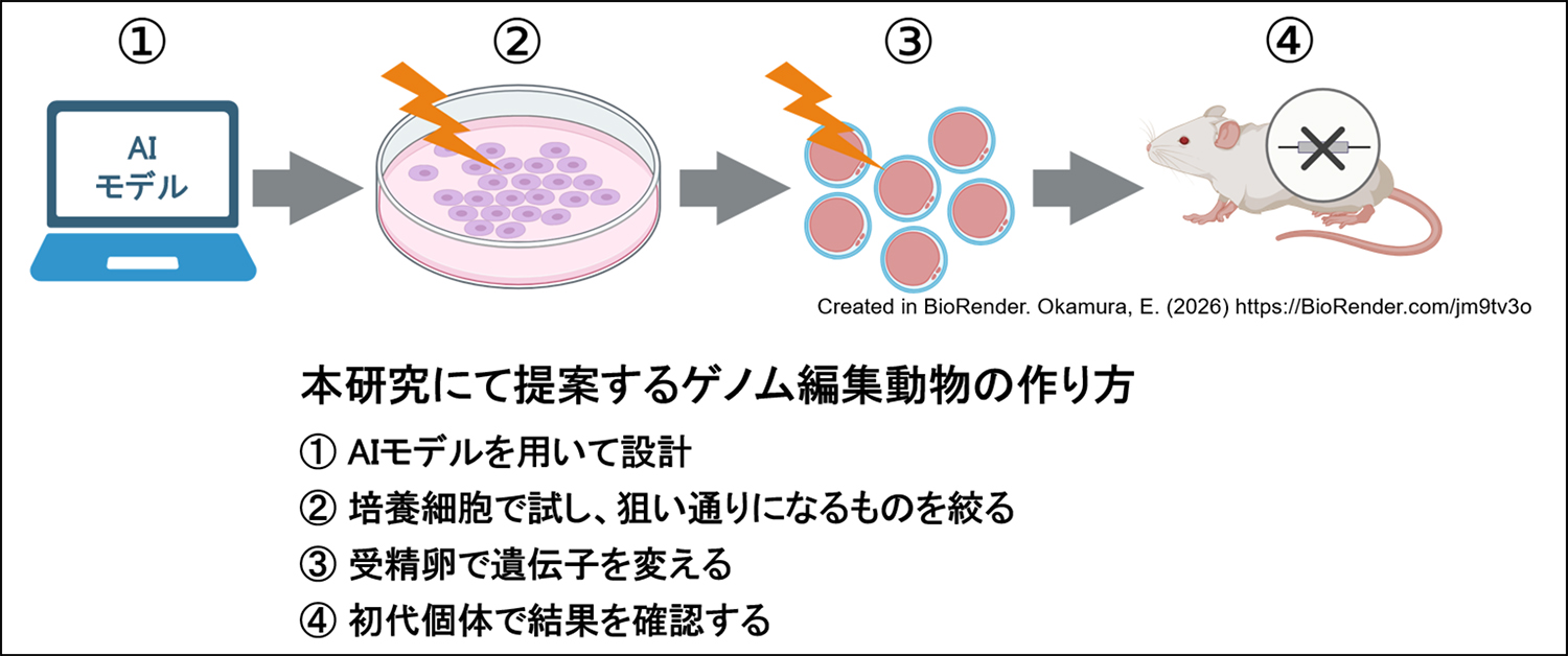 受精卵の遺伝子改変を狙い通りに近づける新手法 ―AI予測で結果のばらつきを低減―