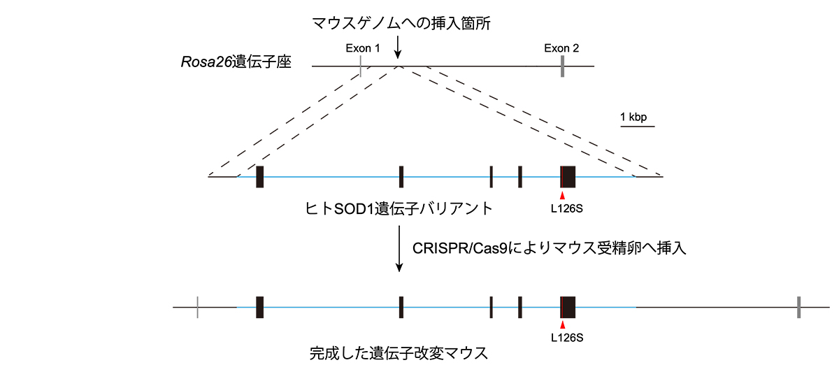 ALSゲノム編集治療開発に向けた遺伝子改変マウスモデルを開発 ―ヒトSOD1遺伝子バリアントを単一コピーで導入した前臨床研究プラットフォーム― ALSゲノム編集治療開発に向けた遺伝子改変マウスモデルを開発 ―ヒトSOD1遺伝子バリアントを単一コピーで導入した前臨床研究プラットフォーム―