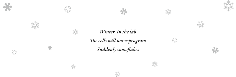 Winter, in the lab The cells will not reprogram Suddenly snowflakes