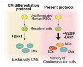 Flow chart shows VEGF differentiates hiPSCs into a heterogeneous population