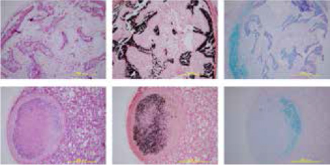 Flow chart shows VEGF differentiates hiPSCs into a heterogeneous population