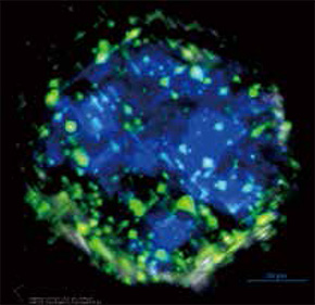 Jewel, Shunsuke Kihara