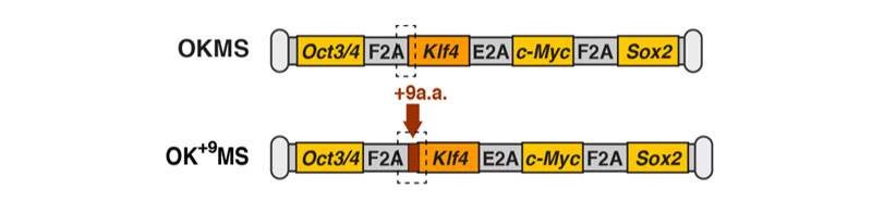 Adding 9 amino acids before Klf4 to switch the isoform from Klf4<sub>S</sub> to Klf4<sub>L</sub> subtly lengthens the transgene.