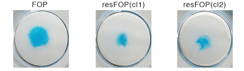 Rescued FOP cells (resFOP) from two different iPS cell lines (cl1 and cl2) grow to normal size, unlike FOP cells which grow much larger.