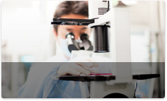 A researcher observing the cells under a microscope