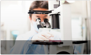 A researcher observing the cells under a microscope