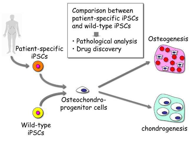 Research Overview of Ikeya Group
