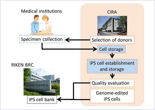 Patient iPS cells and Human iPS cells bank
