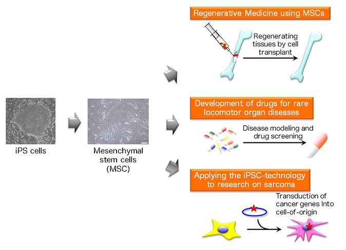 Induction of MSC from pluripotent stem cell