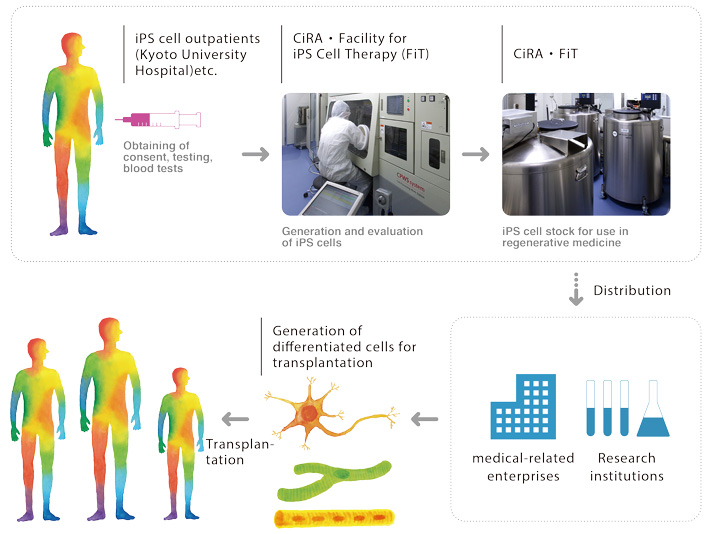 Overview of iPS Cell Stock Project