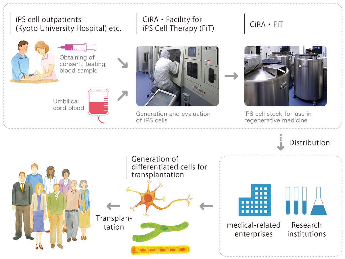 Overview of iPS Cell Stock Project