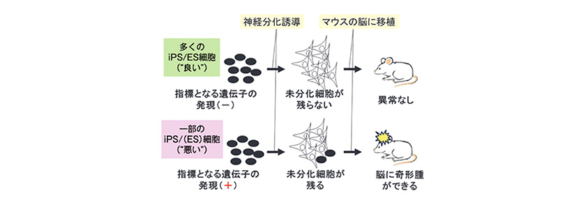 Newsletter Vol 16 Center For Ips Cell Research And Application Kyoto University