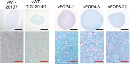 Newsletter Vol 17 Center For Ips Cell Research And Application Kyoto University
