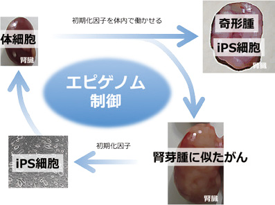 Newsletter Vol 17 Center For Ips Cell Research And Application Kyoto University