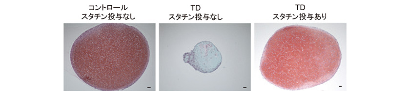 Newsletter Vol 19 Center For Ips Cell Research And Application Kyoto University