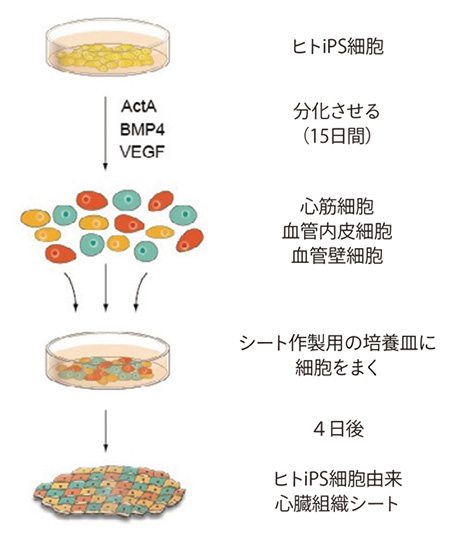 Newsletter Vol Center For Ips Cell Research And Application Kyoto University