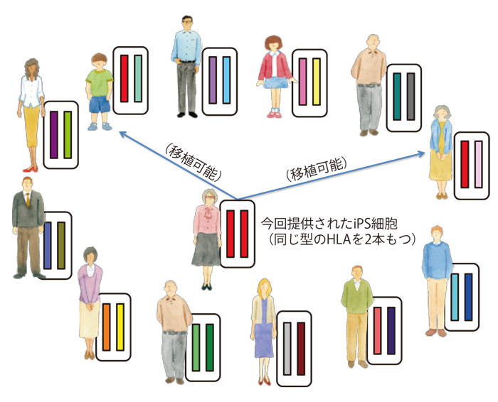 Newsletter Vol 23 Center For Ips Cell Research And Application Kyoto University