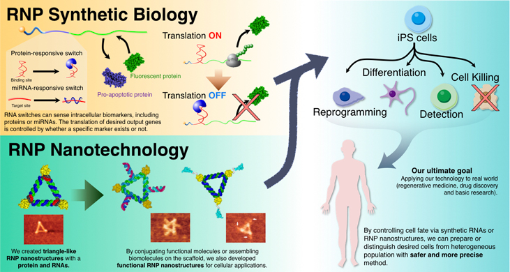 RNP Synthetic Biology / RNP Nanotechnology